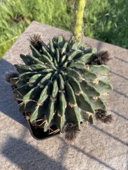 Echinopsis obrepanda weiss